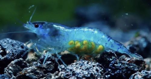 10 Blue Velvet/Jelly & 10 Black Dimond Freshwater Shrimp Neocaridina Davidi