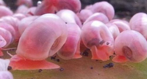 Pink ramhorn snail (10 + 5 snails)
