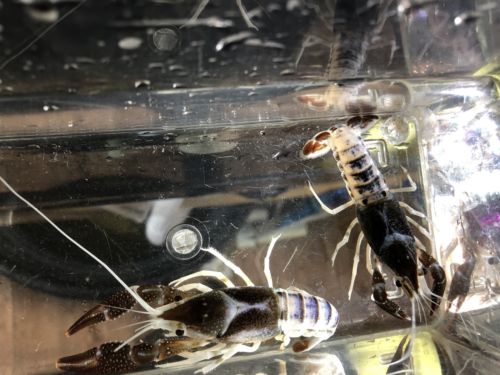 **LIMITED TIME SUPER SALE ** 1 Pair ( 1 Male & 1 Female ) Of Ghost Crayfish