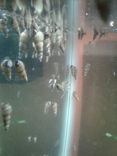 25 Live Trumpet Snails