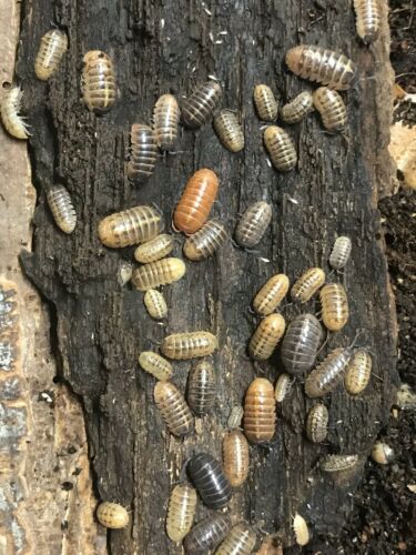Live Punta Cana Isopods 10+ count - Armadillidium sordidum 