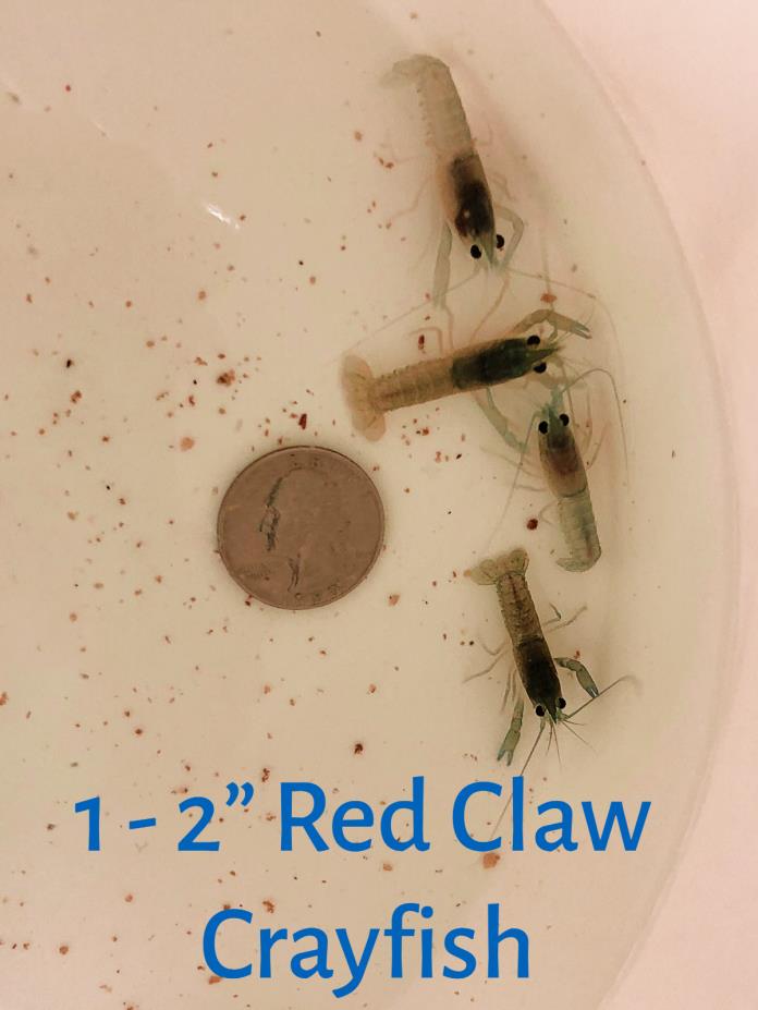 10 Australian Red Claw Crayfish Craylings - Freshwater Lobsters