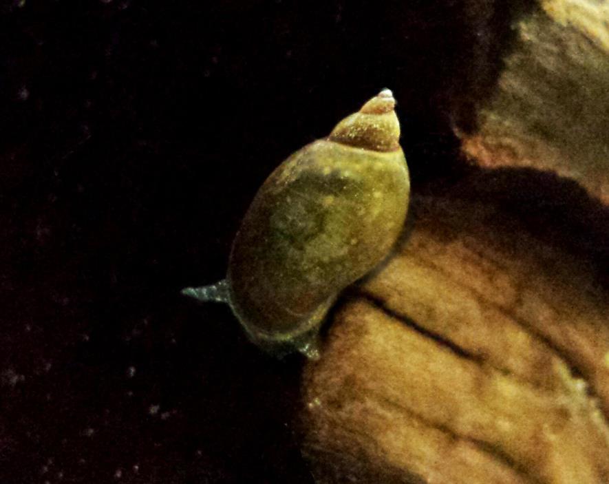 15+ Live Pond Snails Freshwater Algae Eaters Free Shipping