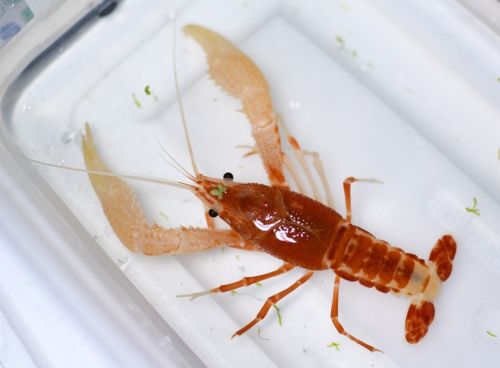 Baby Ghost Orange Crayfish NO CA Live Freshwater Aquarium Fish