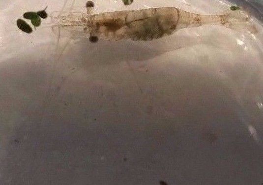 12+ Live Ghost Shrimp; freshwater; FREE SHIPPING