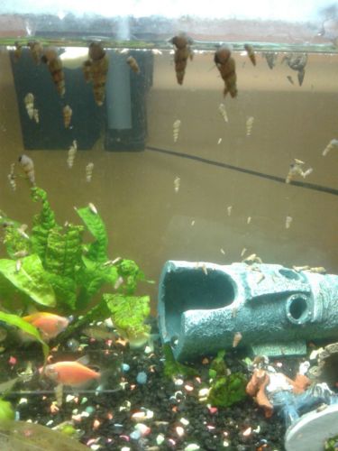 50 Live Trumpet Snails