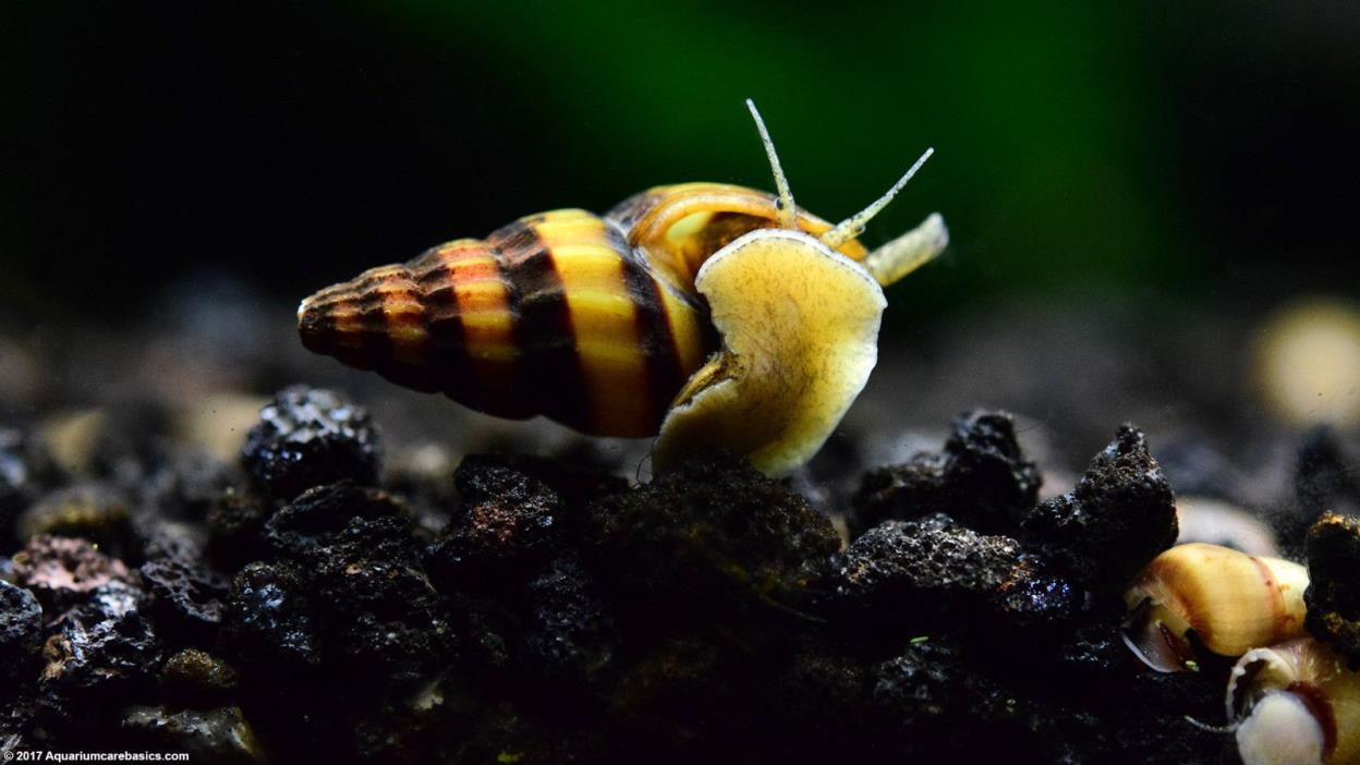 5 Assasin Snails (Clea helena) - Live Freshwater Aquarium Snails