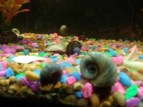 20+ assorted colored juvenile ramshorn snails
