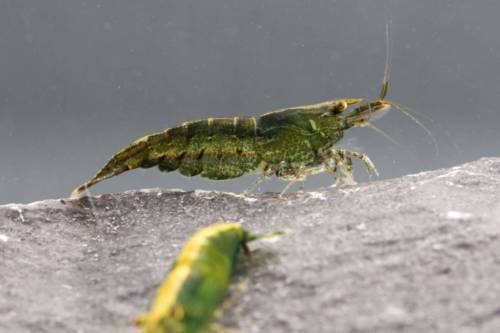 10 Green Jade Shrimp Live Freshwater Aquarium Fish