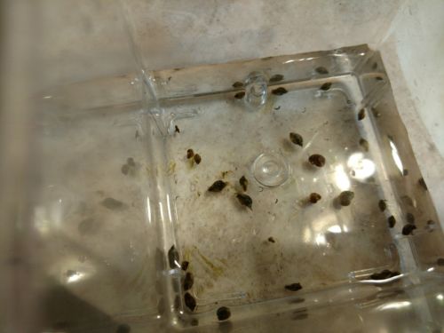 12 Bladder snails   FREE SHIPPING!