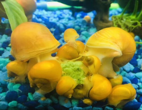 3x Baby Golden Mystery Snails (Pomacea Diffusa) with FREE Recipe