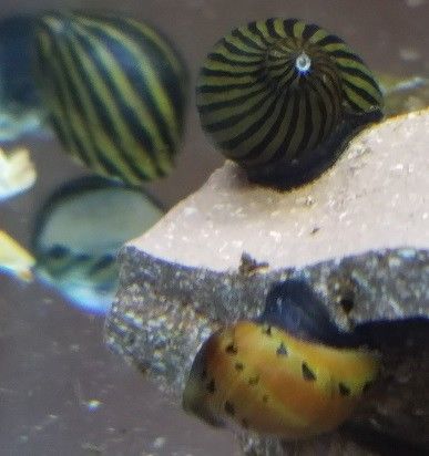5 Nerite Snails Mix FREE SHIPPING TIGER NERITE ZEBRA NERITE