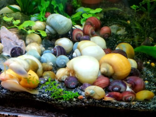 10 Assorted Mystery Snails - dime size and up