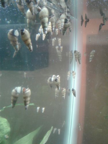 75+ Live Trumpet Snails. Feeder Sale.