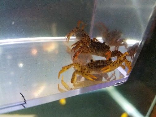 3 Panther Crabs - LIVE FRESHWATER CRAB