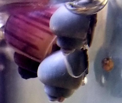 5 blue Color Mystery Snails (Pomacea Diffusa) Plant Safe