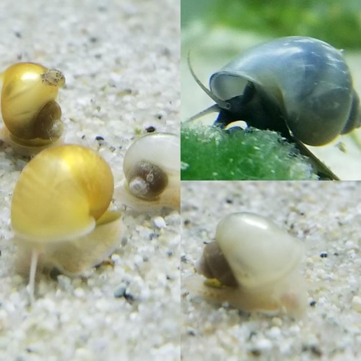 Mystery Snails Package! 1 Gold, 1 Blue, 1 Ivory Snail & Sample Food!