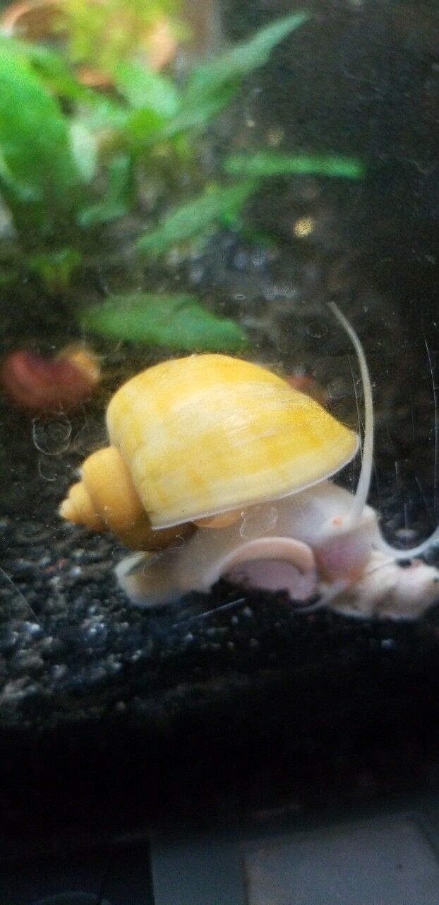 Gold Mystery Snails Live Freshwater Aquarium Snail