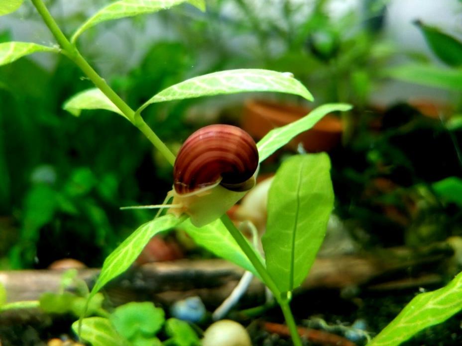 3 live Magenta Mystery Snails (dime size and up)