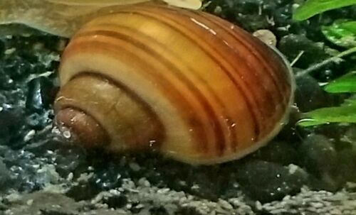 5 Chestnut Mystery Snails Live Freshwater Aquarium Snail