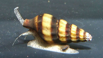 5 Assassin Snails Live Freshwater Aquarium Snail