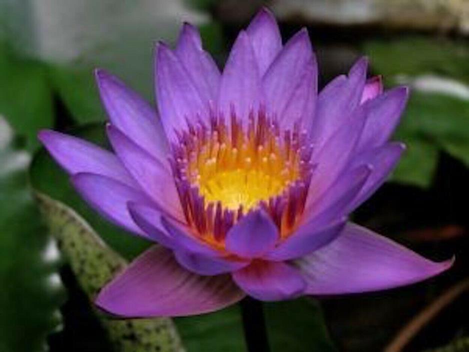 Nymphaea Keaw Mongkol BLUE TROPICAL Water Lily Tuber Pond Plant A081 (see**)