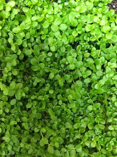 Micranthemum Monte Carlo Live Aquarium Plants Baby Tears FREE SHIPPING!!!