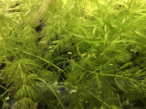 Hornwort Ceratophyllum demersum, Live Aquarium Plants, Quart bag