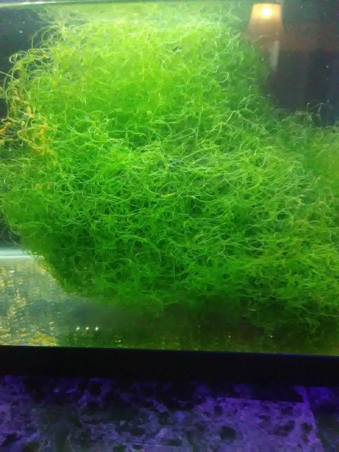 Live Chaetomorpha chaeto macro algae salt water reef sump easy to grow