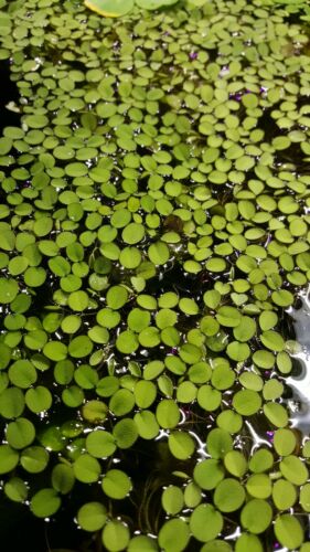 Water Spangles,Salvinia minima,Live Aquarium/Aquatic/Floating Plant,Planted Tank