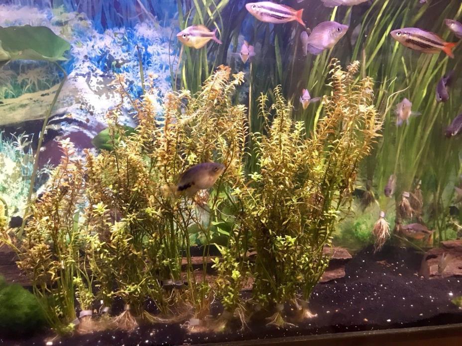 Rotala Indica (bunch) 4-6 Stems With Roots BUY2GET1FREE. Live Aquarium Plant
