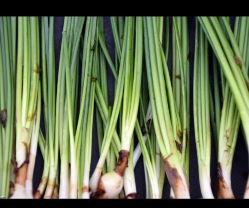 Dwarf Onion Plant (Zephranthes Candida)- live aquatic plant *BUY2GET1FREE*