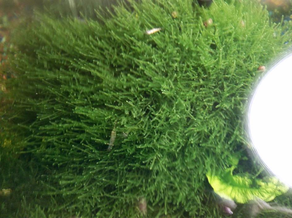 Java Moss Freshwater Aquarium Live Aquatic Plant 4oz. cup Full 4