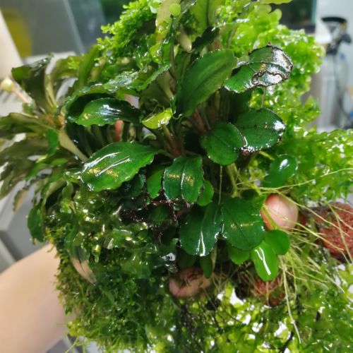 Narrow leaf Java fern, bucephlandra, discus, guppy, live aquarium plants, coral