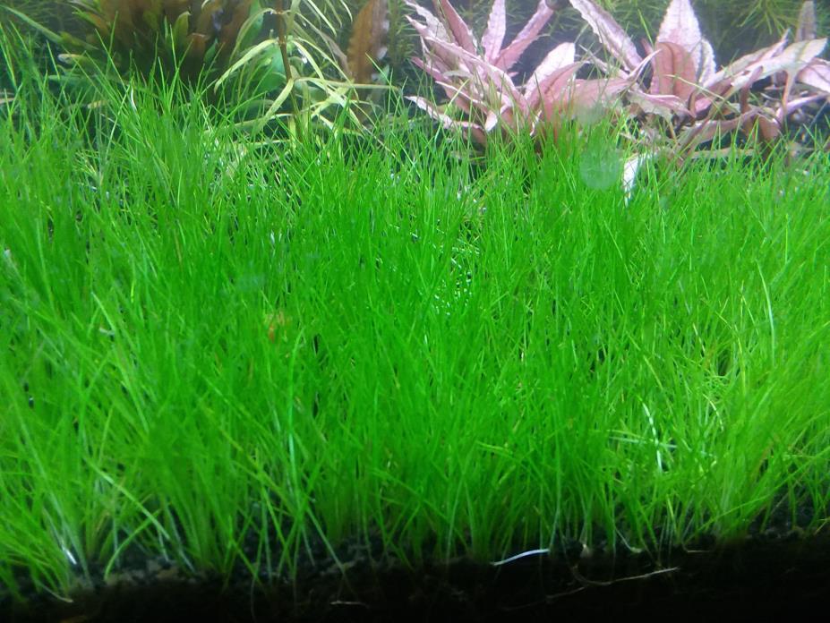 Cheap Dwarf Hairgrass Eleocharis Parvula Live Aquarium Plants BUY 2 GET 1 FREE