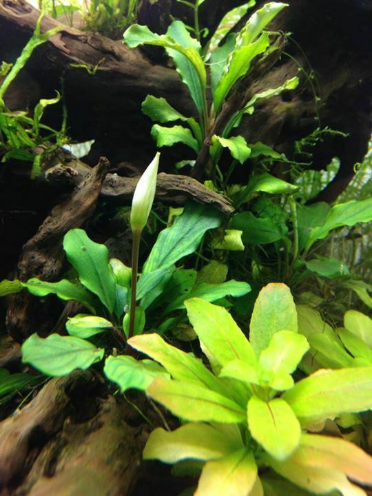 BUCEPHALANDRA GREEN BROAD LEAF -Freshwater Aquatic Live Plants SUPER PRICE !!!!!