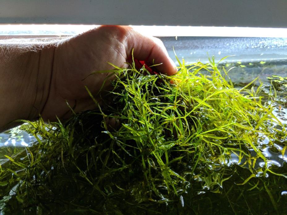 Guppy Grass Live Aquarium Plant (Najas guadalupensis) freshwater plant tankgrown