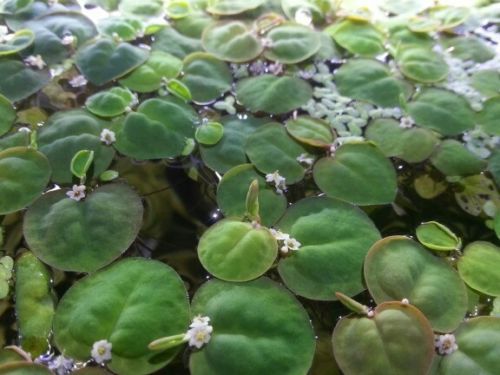 15 Red Root Floaters