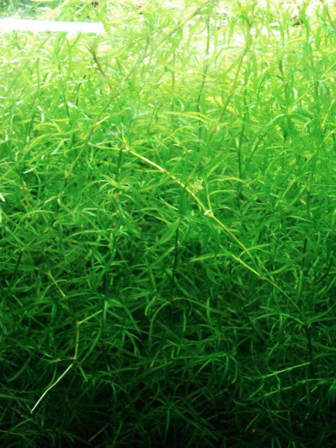 Guppy Grass (Najas guadalupensis), Live Aquarium Plants, QUART Bag