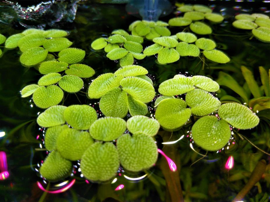 30+ Clusters Salvinia Minima Water Spangles Live Floating Aquarium Plant