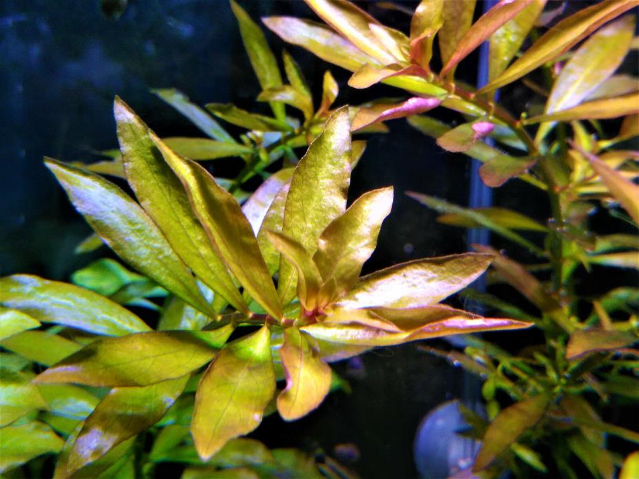 5+ Stems Narrow Leaf Ludwigia Repens x Arcuata Live Aquarium Plant