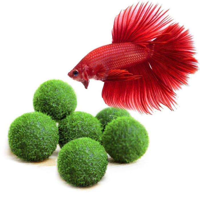 Live Plant Round-Shaped Marimo Plant : Natural Toys for Betta Fish