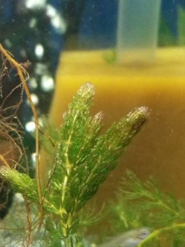 5+ Stems 10in. Hornwort Live Aquarium Plant Coontail Beginner Pond Free Shipping