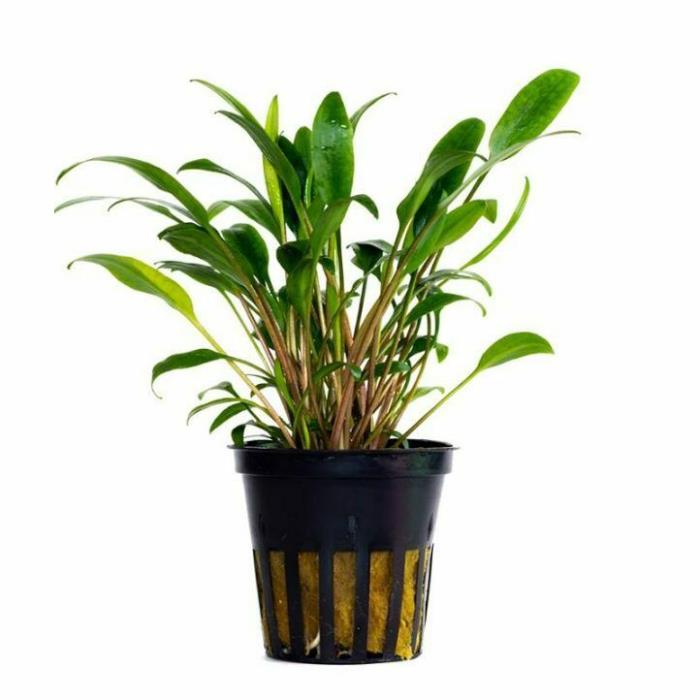 CRYPTOCORYNE LUCENS 1 POT -Freshwater Aquatic Live Plants SUPER PRICE !!!!!!