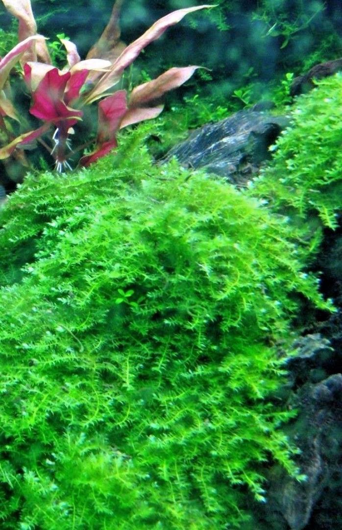 Christmas Moss - From TISSUE CULTURE. Free plant with three or more!!!