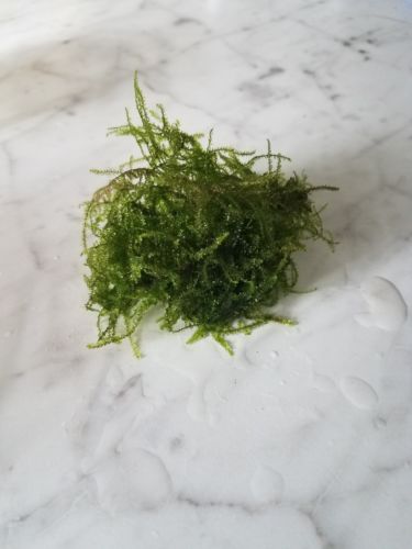 Large Golf Ball Size Portion Of Java Moss Taxiphyllum Barbieri Easy Low Light