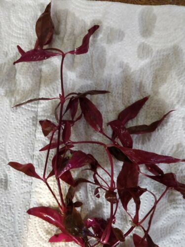 Bunched Dark Red Ludwigia Live Aquarium Plants pond, aquatic plants