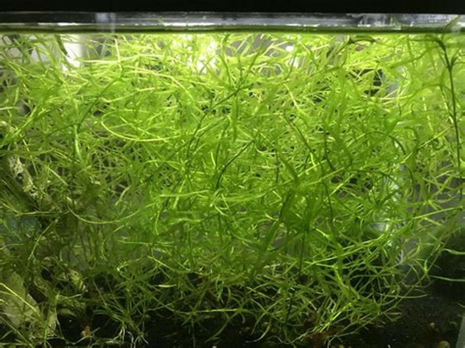 guppy grass live aquarium plant BABY FISH FRY SAVER! Shrimp crs