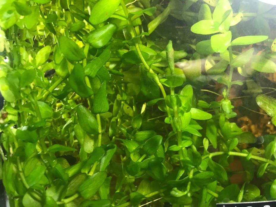 Hardy beginner aquarium plants. 10 six inch stems included.