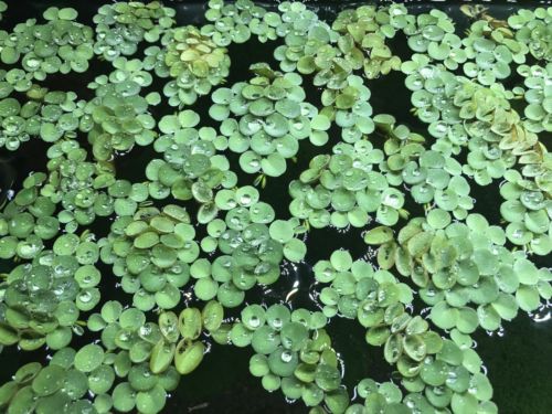 25+ Clusters Of Salvinia Cucullata Floating Pond/Aquarium Plants